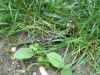 OTKE Stbing Graz 015 (Large).jpg (178152 Byte)